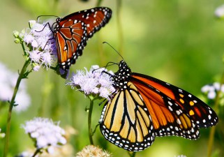 Monarch Butterflies Bid Farewell