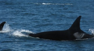 Killer Whales Cruise Bay Area Coast
