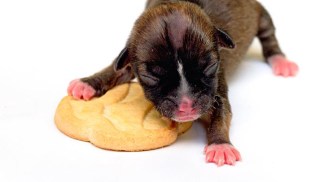 World's Smallest Dog Born in NorCal