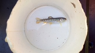 Summer Salmon Rescuers Team Up