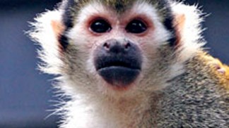 Banana-Sam Hungry After Zoo Monkeynapping