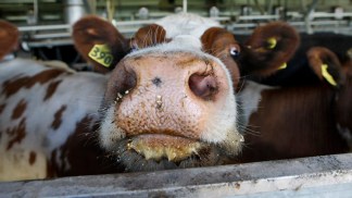 Raw Video: USDA Reacts to Mad Cow Finding