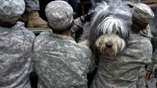 Sandy: Animal Survivors Images