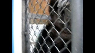 Raw Video: Koko in Natural Element