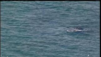Raw Video: Searching for Whales in the SF Bay