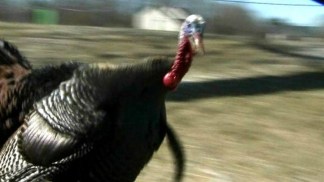 Turkey Tomfoolery