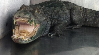 Raw Video: Investigators Run Down Alligator Caper