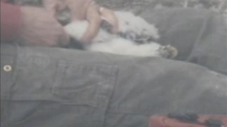 Raw Video: Falcon Cam Catches Baby Tagging