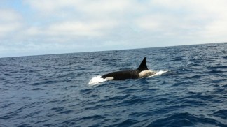 Killer Whales Spotted in San Diego