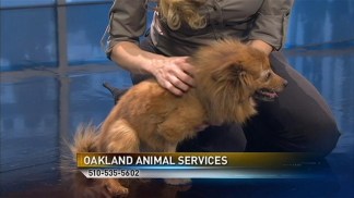 Bay Area Proud Pets: Scarlett