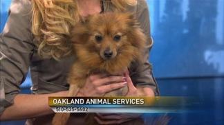Bay Area Proud Pets: Scarlett