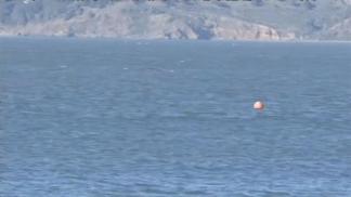 A Whale Breaches