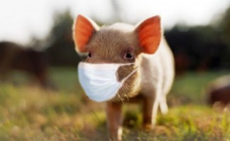 Swine Flu SWAG
