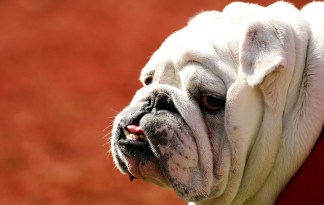 Top Dogs: The Nation's Most Popular