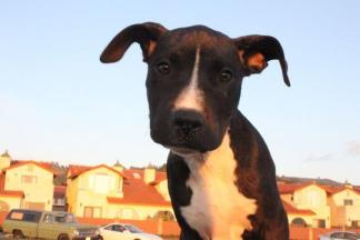 SF's Dog Fate Up in Air