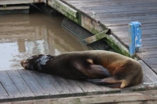 Catch Me If You Can Sea Lion Finally Caught
