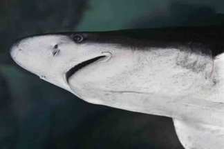 Shark's Short Stay Ashore