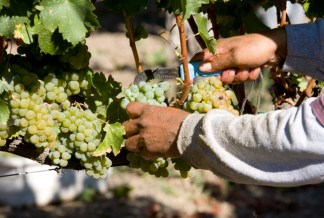The Grapes of Retzlaff