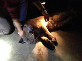 Mountain Lion Tranquilized, Released into Wild
