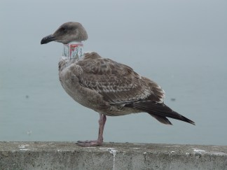 Birds Tortured With Beer Can Chokers