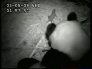 Panda Mom Comforts Crying Cub