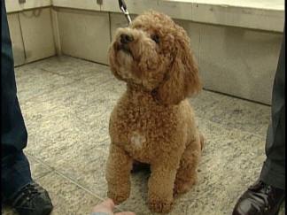 Quake Preparedness for Your Pets