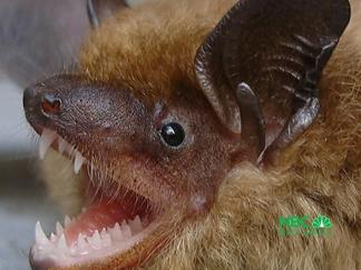 When Bats Take Over