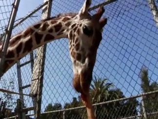 Beloved Giraffe Gets Spa Treatments