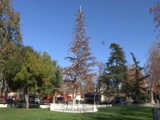 Concord's Christmas Tree