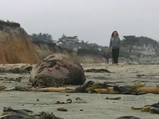 Dead Sea Lions Pile Up Along Peninsula Coastline