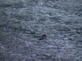 Dramatic Rescue Saves Woman