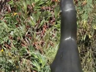 Injured Sea Lion Comes to Oakland