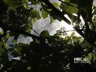 Napa Wineries Take on Congress