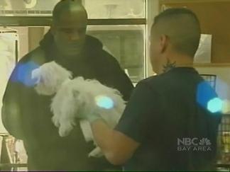 Pet Shop Allegedly Sold Sick Puppies