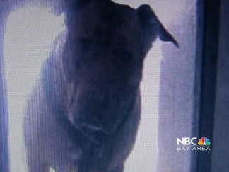 Pit Bull Sprung From Doggie Death Row at Last Minute