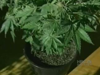 Pot Growers Against Legalization