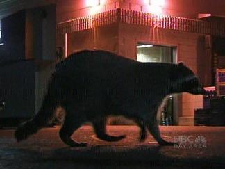 Racoons Mowed Down by Driver