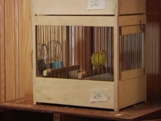 Roller Canaries Sing