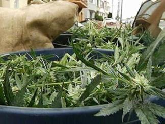 Skunky Smell Leads Police to Pot Grow House