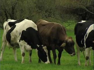Sustainable Milk