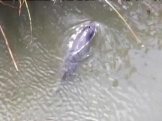 Wayward Porpoise Dies Following Rescue