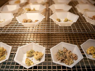 Peek Inside Steep Hill Pot-Testing Lab
