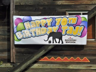 Taj the Elephant Turns 70