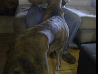 Microchip Helps Reunite Dog with Owner