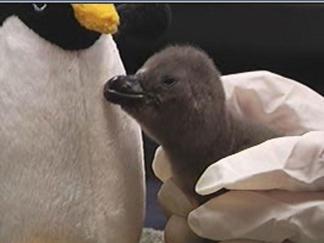 Baby Penguins Hatch at Six Flags