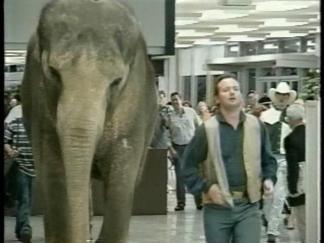 Meet the Biggest Star to Walk Through Terminal C