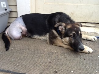 Freeway the Dog Rescued by Pinole Woman