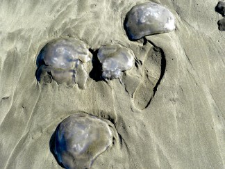 Jellyfish Invade Ocean Beach