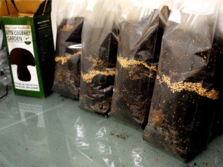 From Coffee Grounds Sprout Mushrooms