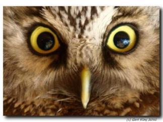 SJ Tree Trimmers Displace Owlets